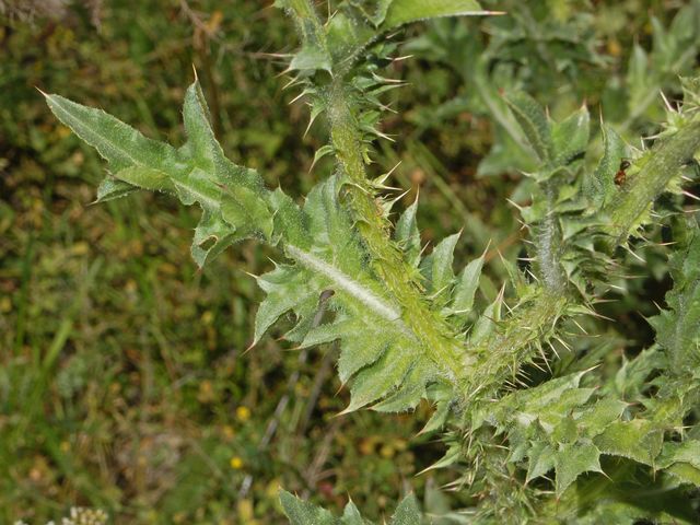 Carduus nutans